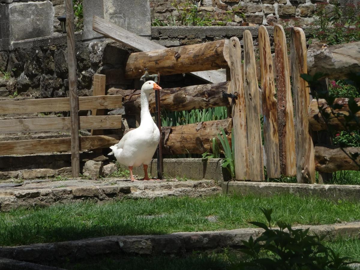 Le Mas Du Galibot Chambre Cambalotte Saint-Florent-sur-Auzonnet ภายนอก รูปภาพ